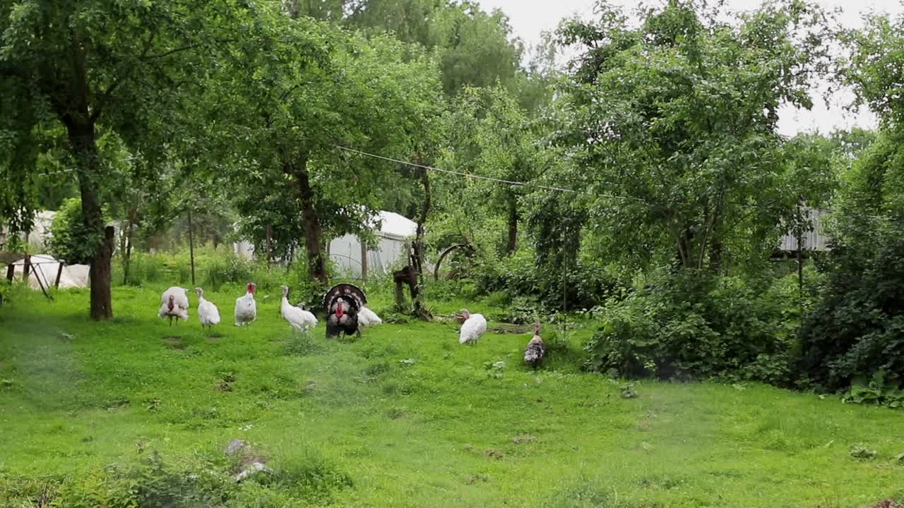 许多白火鸡和大火鸡在有机农场的鸟园里散步视频下载