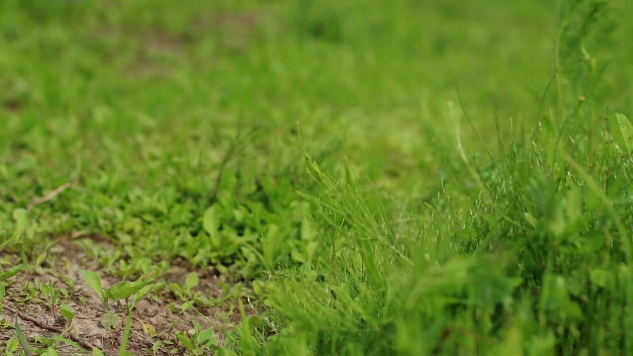 人的脚踩在绿草地上。乡村生活理念。特写视频视频下载