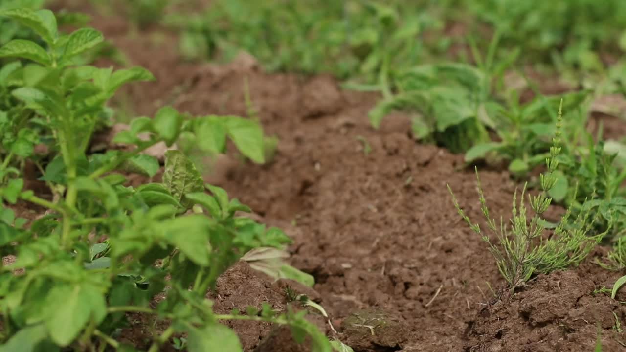 农民男子在一排排绿色植物之间穿过农田的特写视频。乡村生活理念视频素材