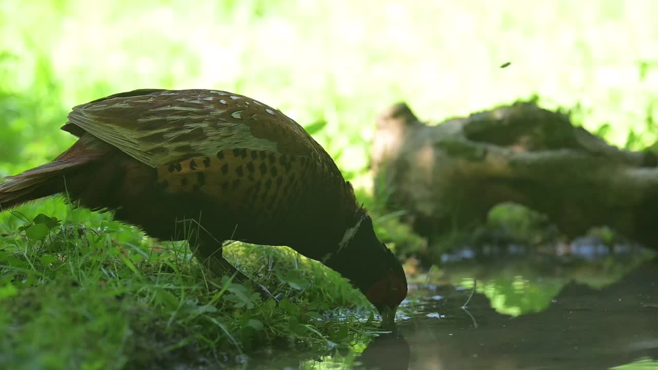 雄野鸡喝酒视频下载