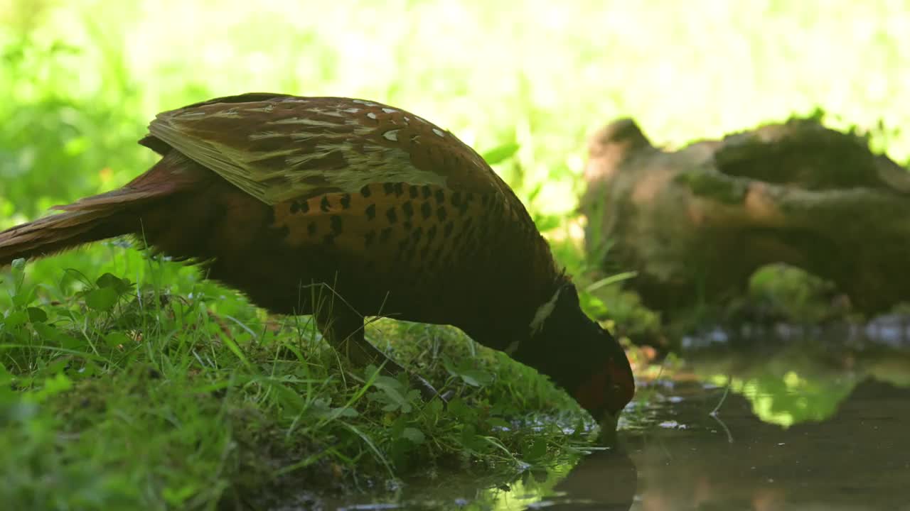 雄野鸡喝酒视频下载