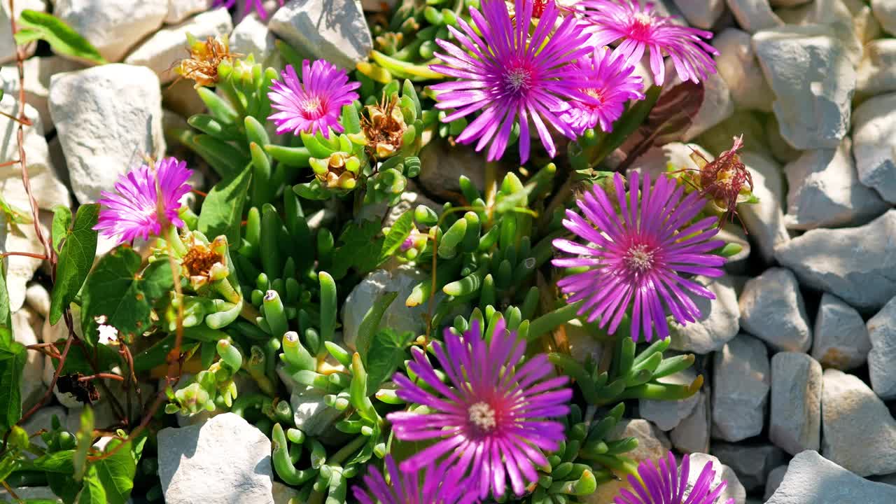 美丽的冰花在草坪上的石头之间。双生冰草(Delosperma cooperi, Mesembryanthemum cooperi)，尾冰植物，耐寒冰草或粉红地毯，是一种矮生多年生植物。克罗地亚罗维尼——2024年5月31日视频下载