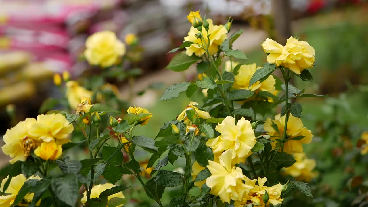 暴雨后的花朵。雨中的黄玫瑰丛。水滴落在绿叶上视频素材