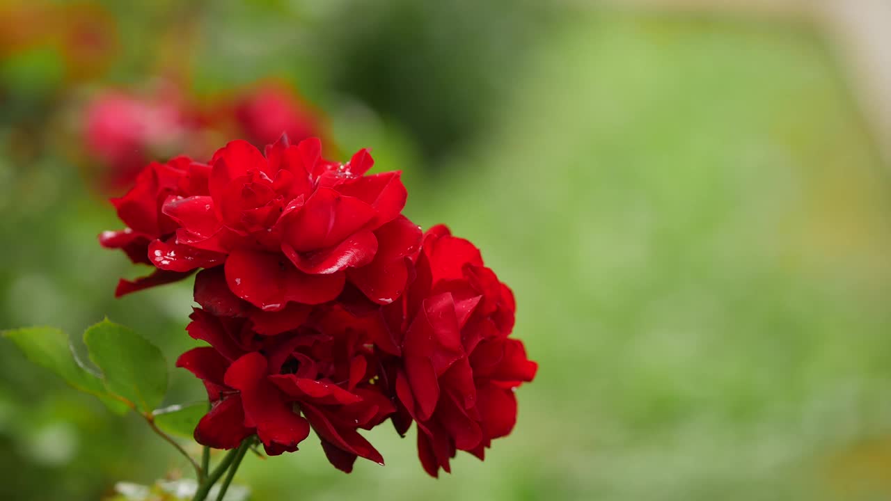 暴雨后的花朵。雨中的红玫瑰丛。水滴落在绿叶上视频素材