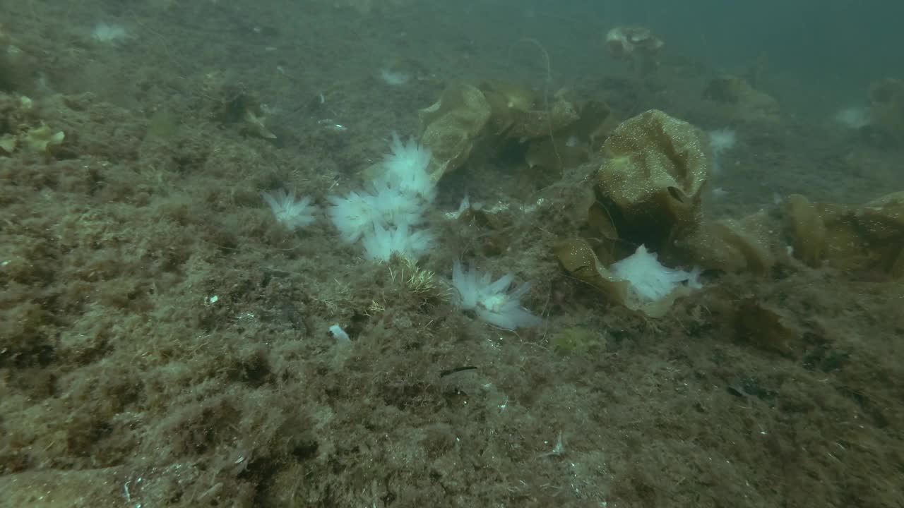 海鞘群透明的海鞘，生长在被褐藻和海带覆盖的海床上视频素材