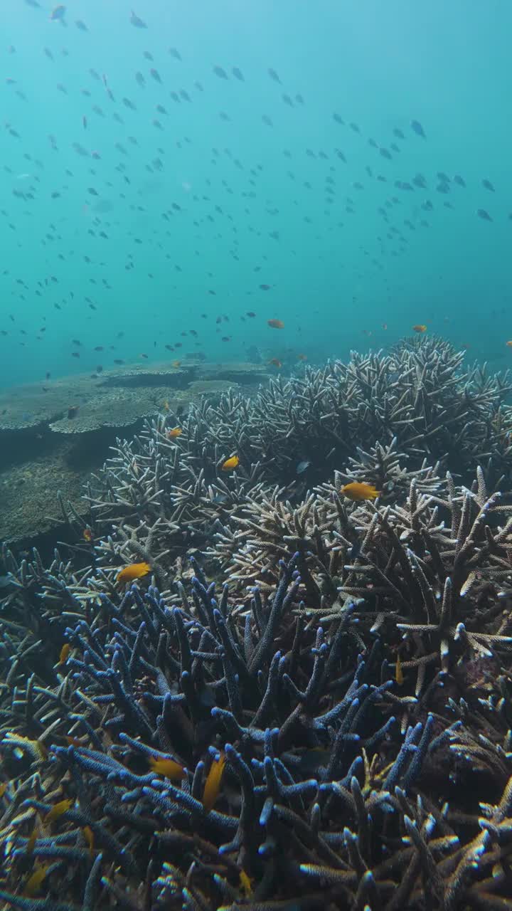鱼群和海底美丽的珊瑚视频下载