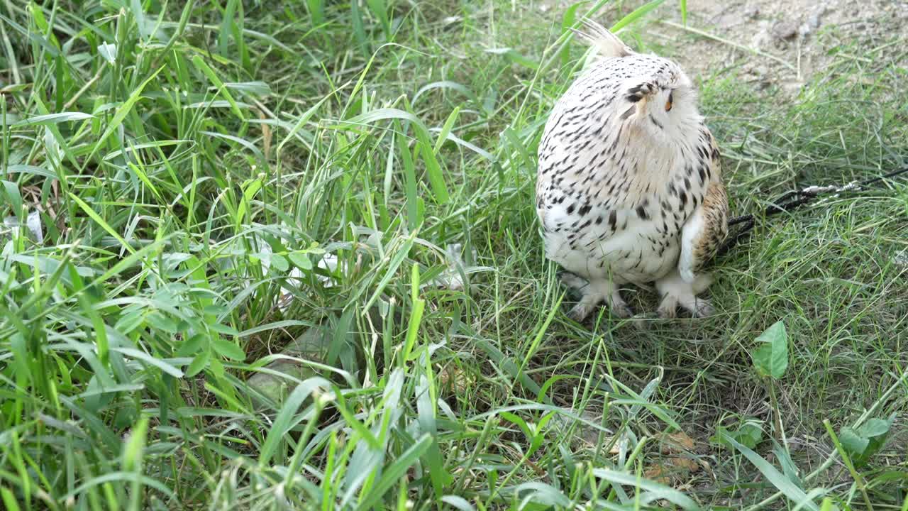 幼年欧亚鹰鹰鸮生活在自然界视频素材