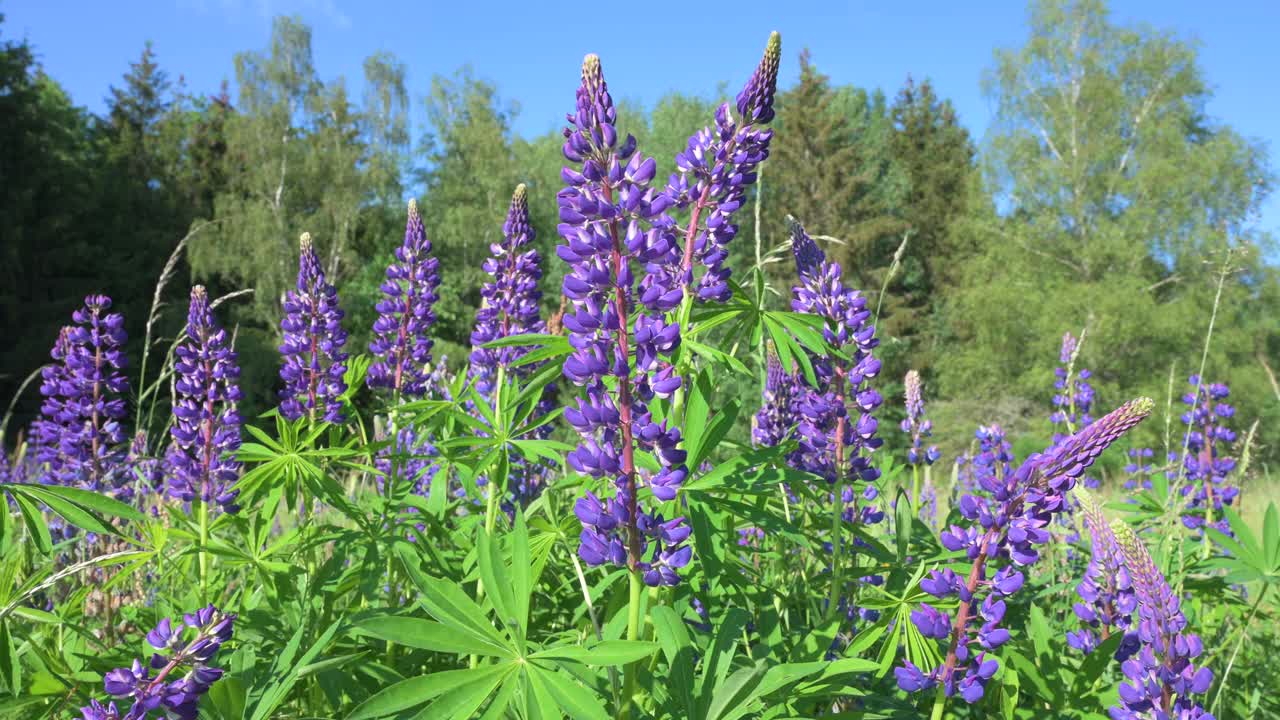 德国草地上的野生羽扇豆，夏天紫色的花朵，羽扇豆盛开的田野视频下载