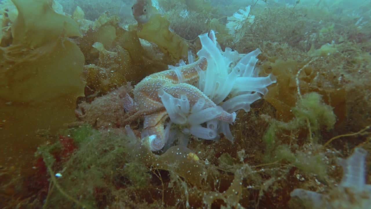 时间流逝，海星吃海鞘群落在海底覆盖的藻类视频素材