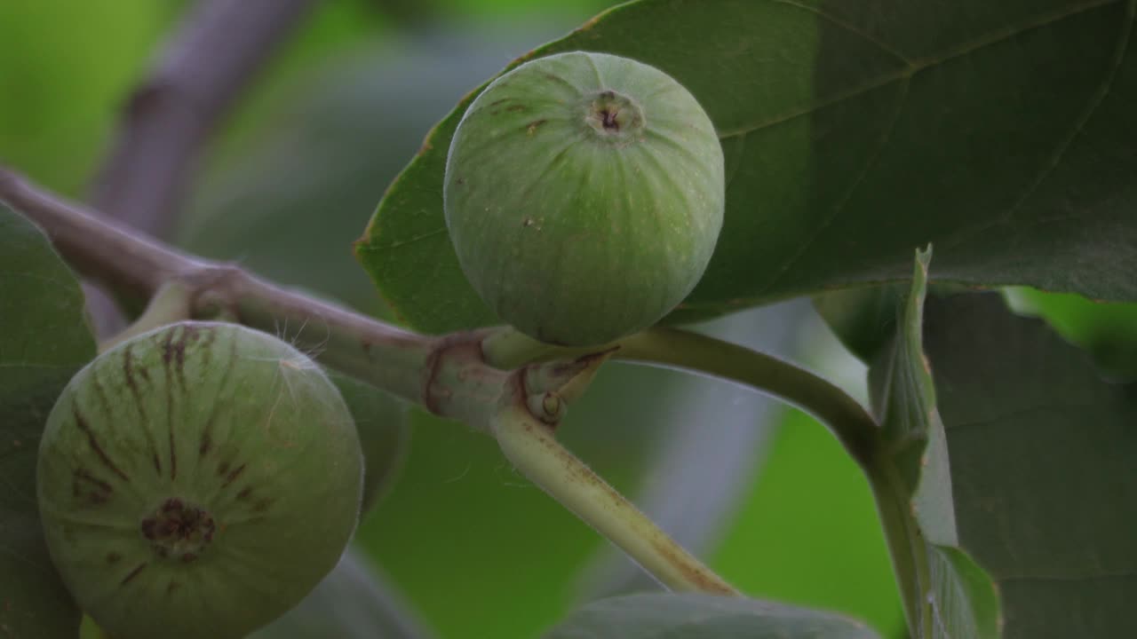 无花果树视频素材