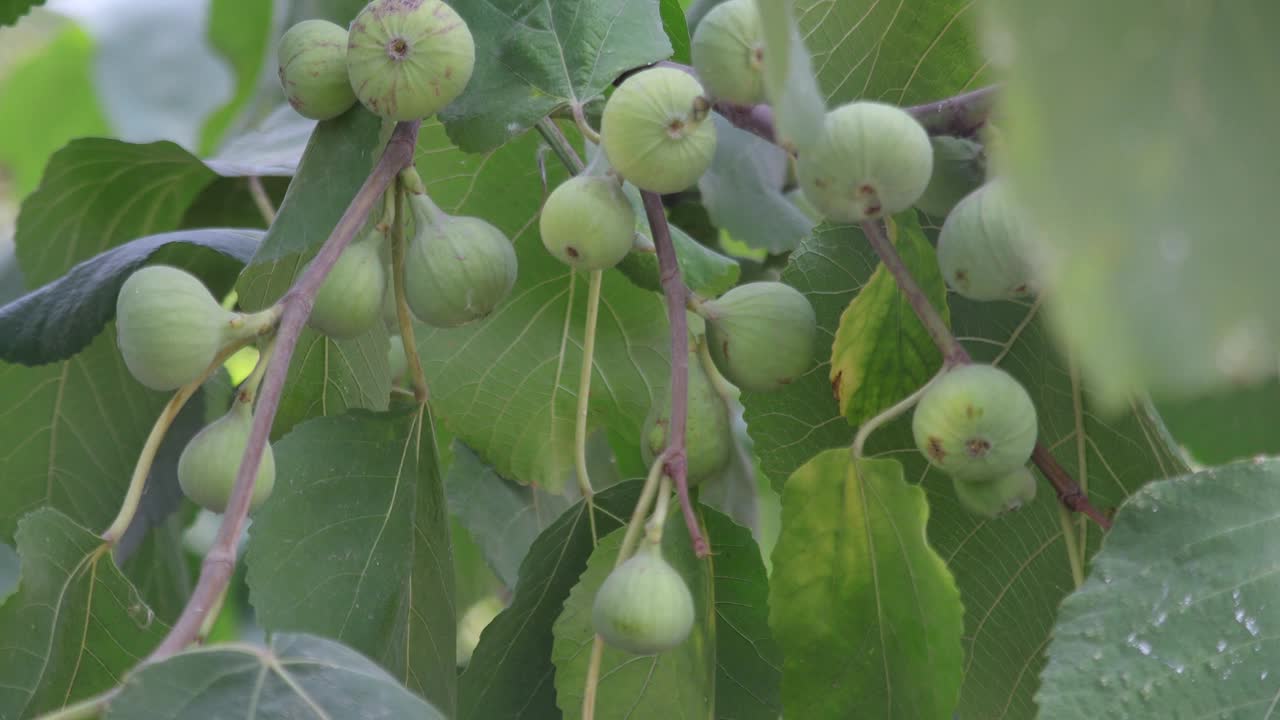 无花果树视频下载