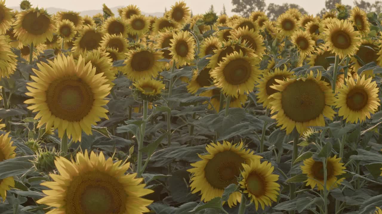 蔚蓝无云夏日的向日葵田视频素材