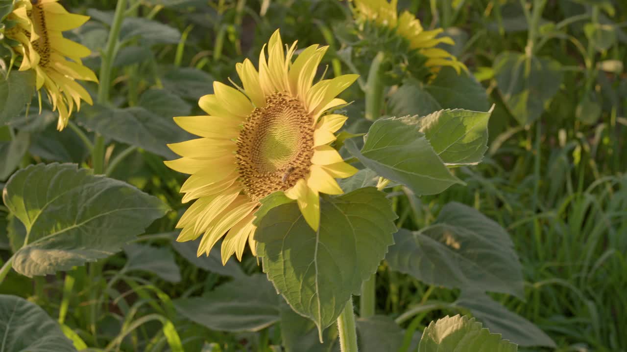 蔚蓝无云夏日的向日葵田视频素材