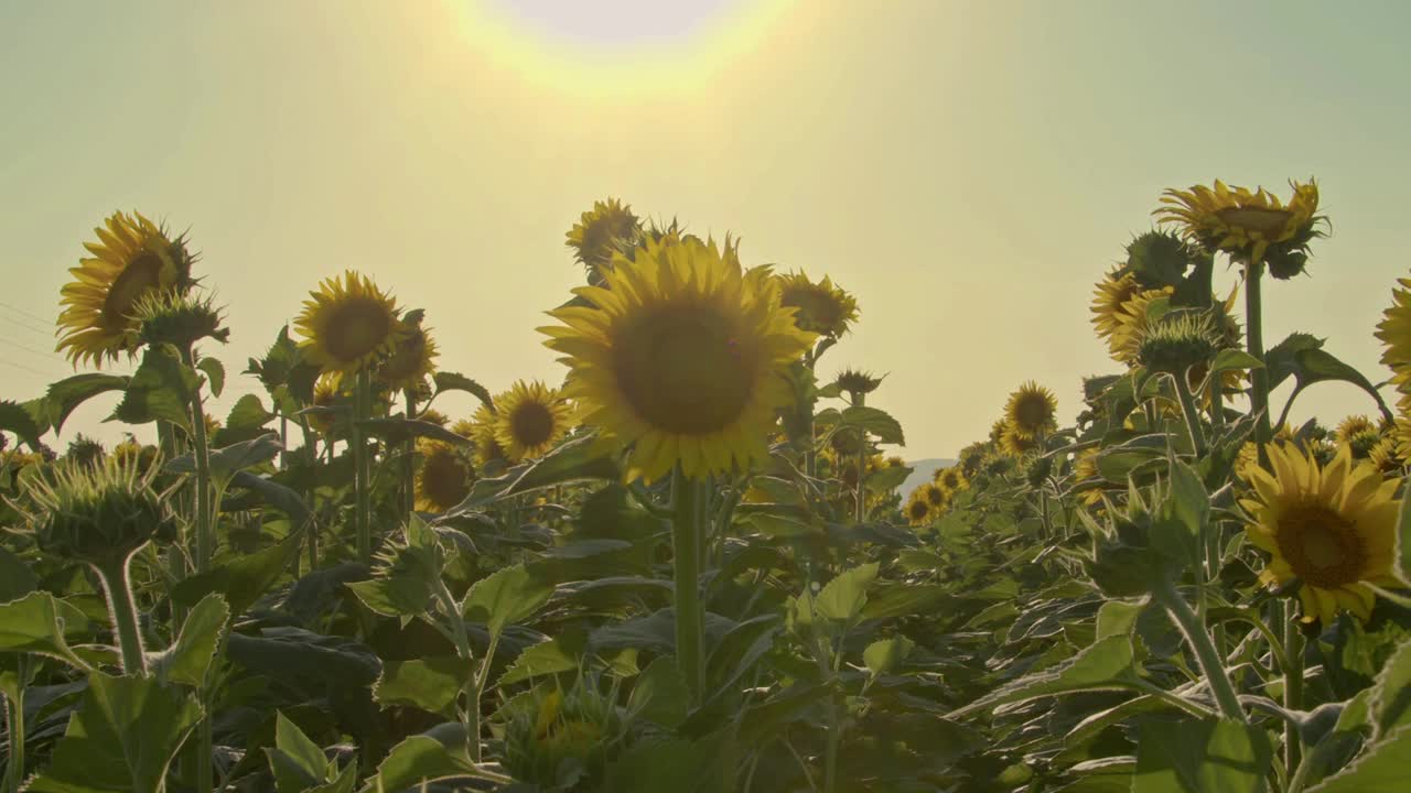 蔚蓝无云夏日的向日葵田视频素材