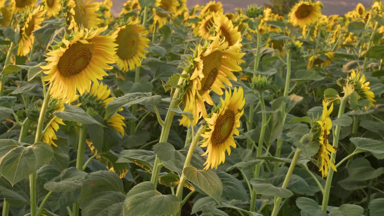 蔚蓝无云夏日的向日葵田视频素材