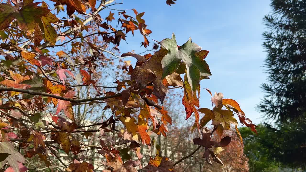 美丽的树在秋天的一个晴朗的日子里落叶视频素材