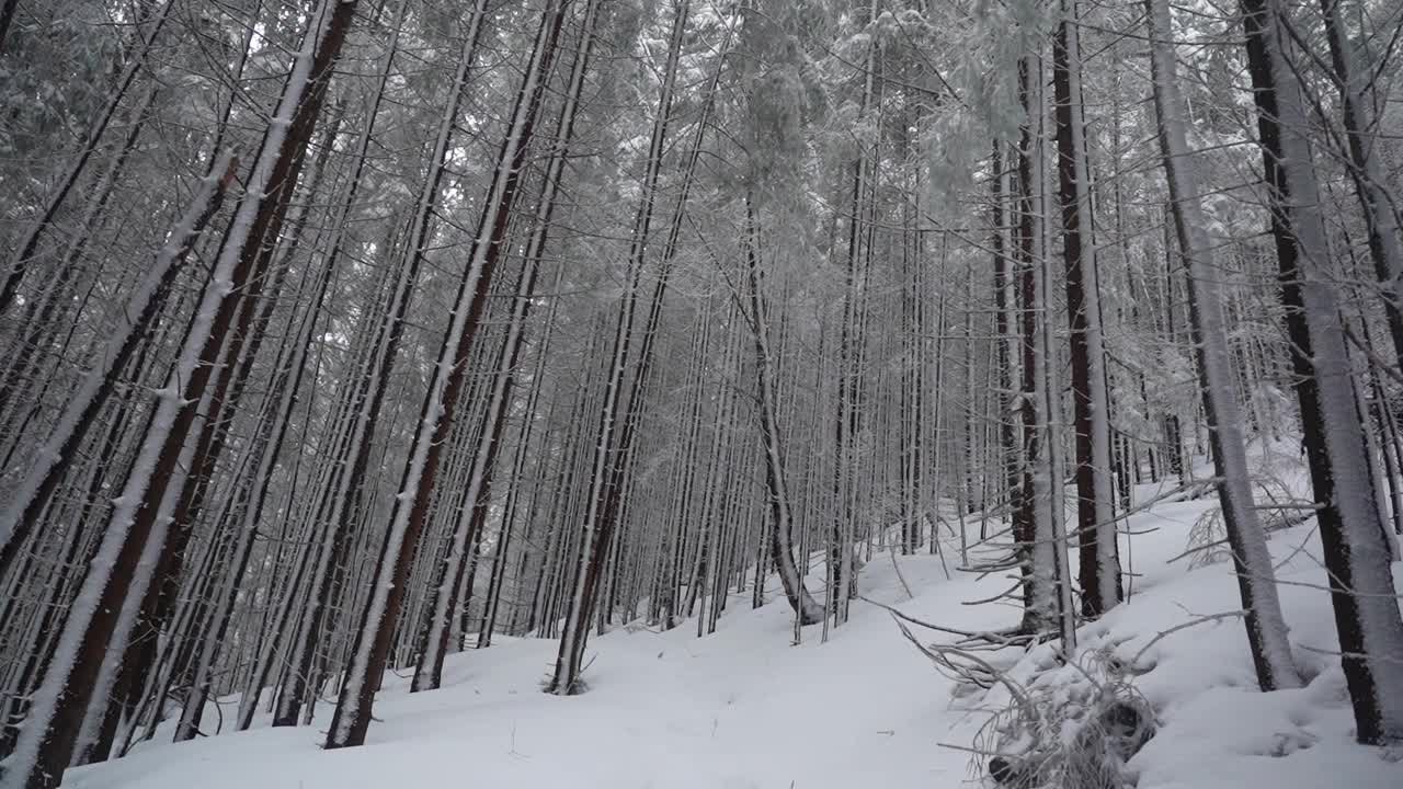 冬天背着背包徒步旅行。在山上的雪小屋附近。乌克兰喀尔巴阡山脉的冬季徒步旅行视频下载