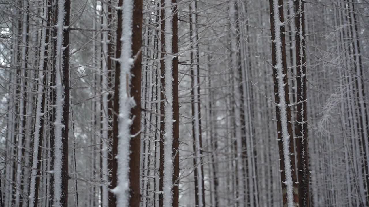 冬天背着背包徒步旅行。在山上的雪小屋附近。乌克兰喀尔巴阡山脉的冬季徒步旅行视频下载