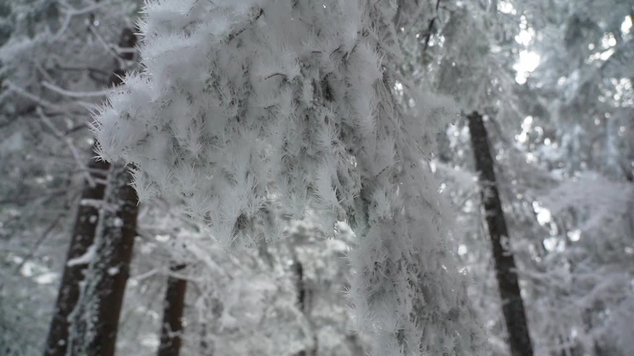 冬天背着背包徒步旅行。在山上的雪小屋附近。乌克兰喀尔巴阡山脉的冬季徒步旅行视频素材