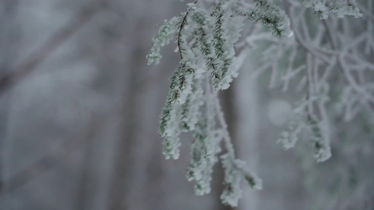 冬天背着背包徒步旅行。在山上的雪小屋附近。乌克兰喀尔巴阡山脉的冬季徒步旅行视频下载