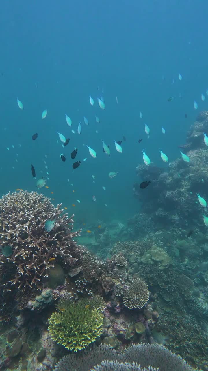 鱼群和海底美丽的珊瑚视频素材