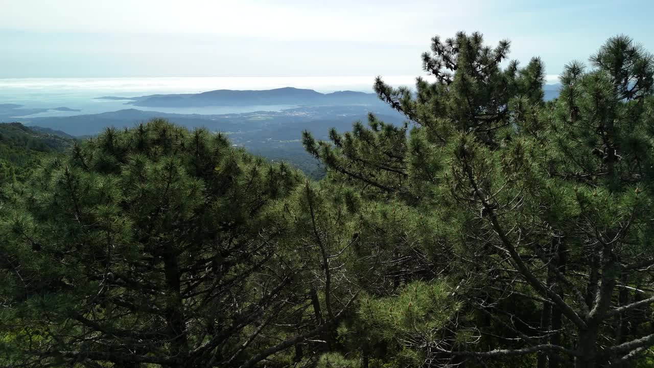 科西嘉群岛雄伟的松树:从山顶俯瞰的壮丽景色视频素材