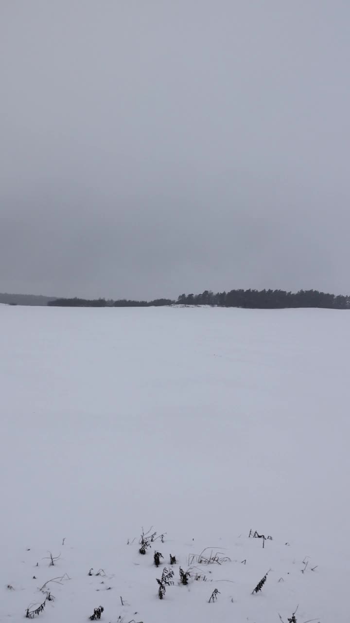 雪景:下雪时被雪覆盖的田野和森林视频素材