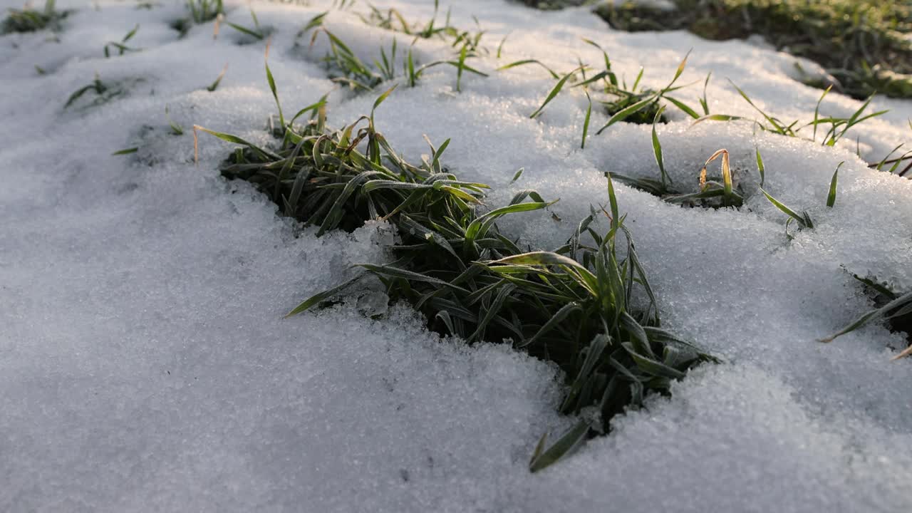 白雪覆盖的绿色小麦芽，近距离看视频素材