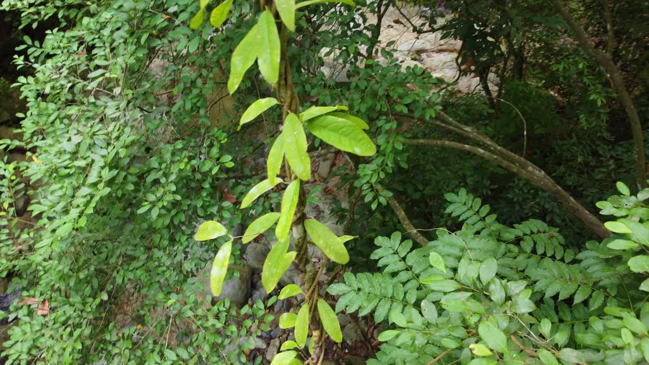 无人机俯瞰哥伦比亚潮湿的雨林和溪流视频素材