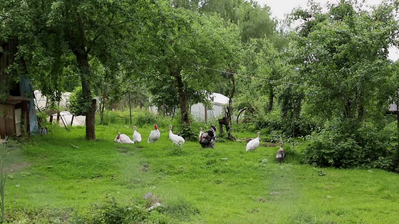 夏日下雨天，有机农场院子里的白火鸡和大黑火鸡走在绿草地上。背景是树木和小农场建筑视频下载