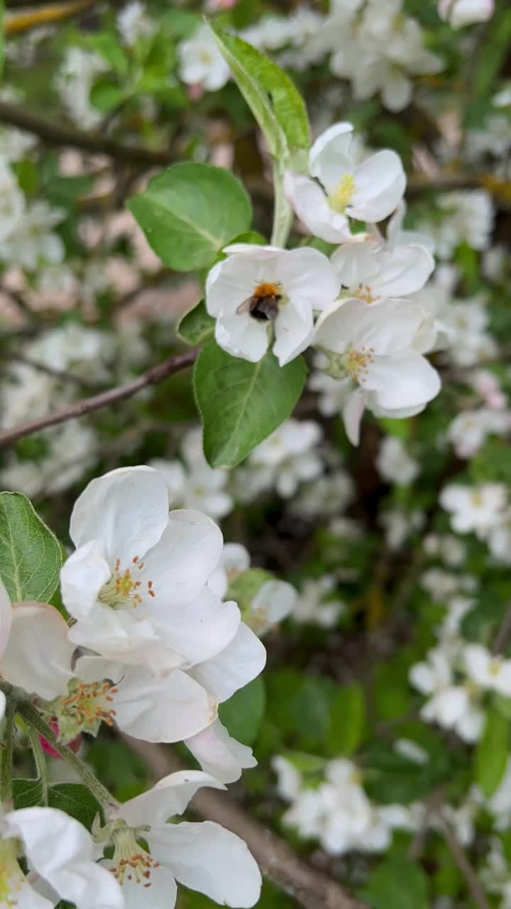 果树开花和大黄蜂从花中收集蜂蜜的垂直视频。蜜蜂从一朵苹果树花飞到另一朵苹果树花。美丽的自然夏天和春天的背景视频下载