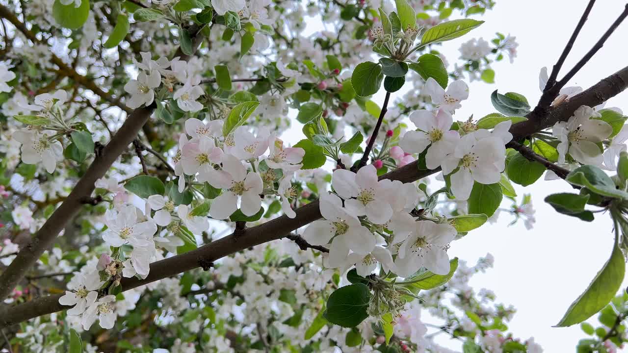 美丽的春夏自然背景与开花苹果树。生机勃勃的绿叶和白色和粉红色的花朵。旋转视频视频下载