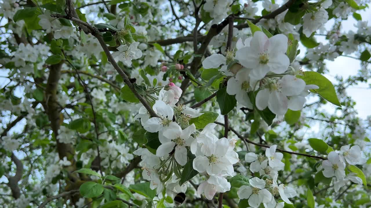 开花的果树和大黄蜂从花中收集蜂蜜。蜜蜂从一朵苹果树花飞到另一朵苹果树花。美丽的自然夏天和春天的背景视频下载