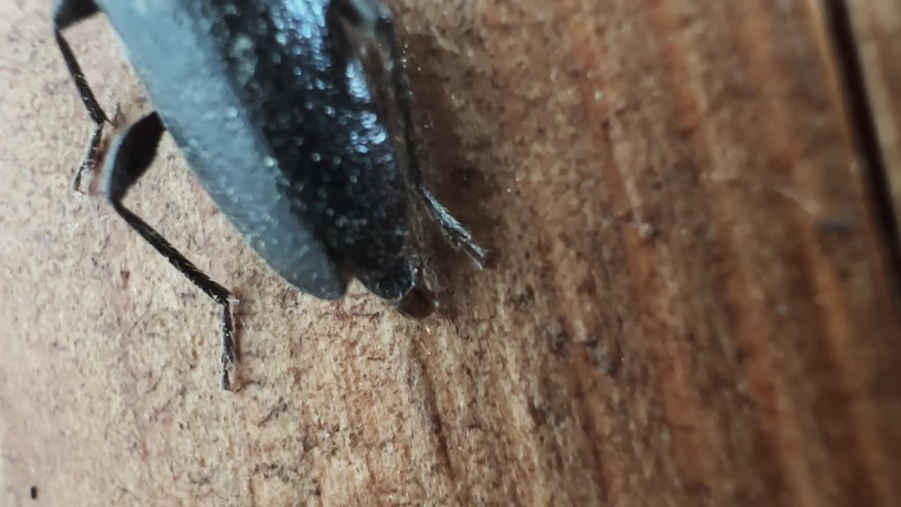 大灰树皮甲虫(Hylesinus crenatus)，在木头上;视频下载