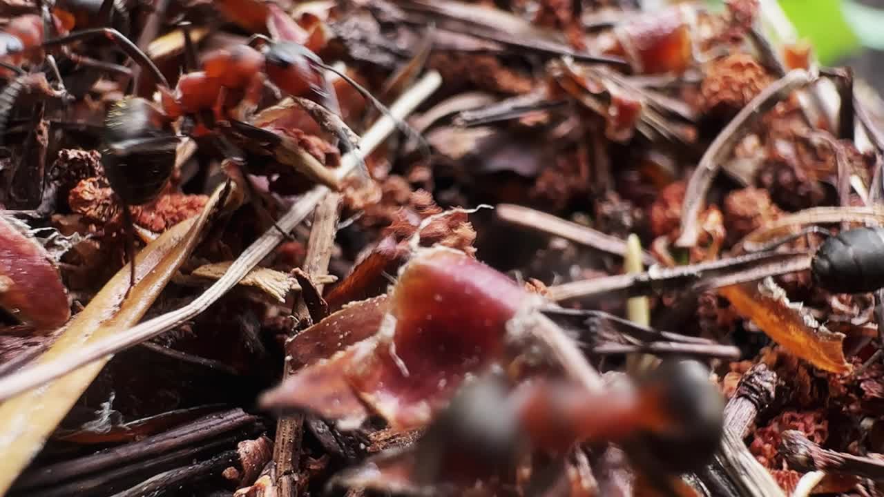 蚂蚁在橡树林中的蚁丘上工作视频下载
