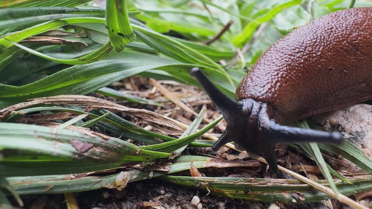 雨后一只蜗牛在草丛中爬行视频下载
