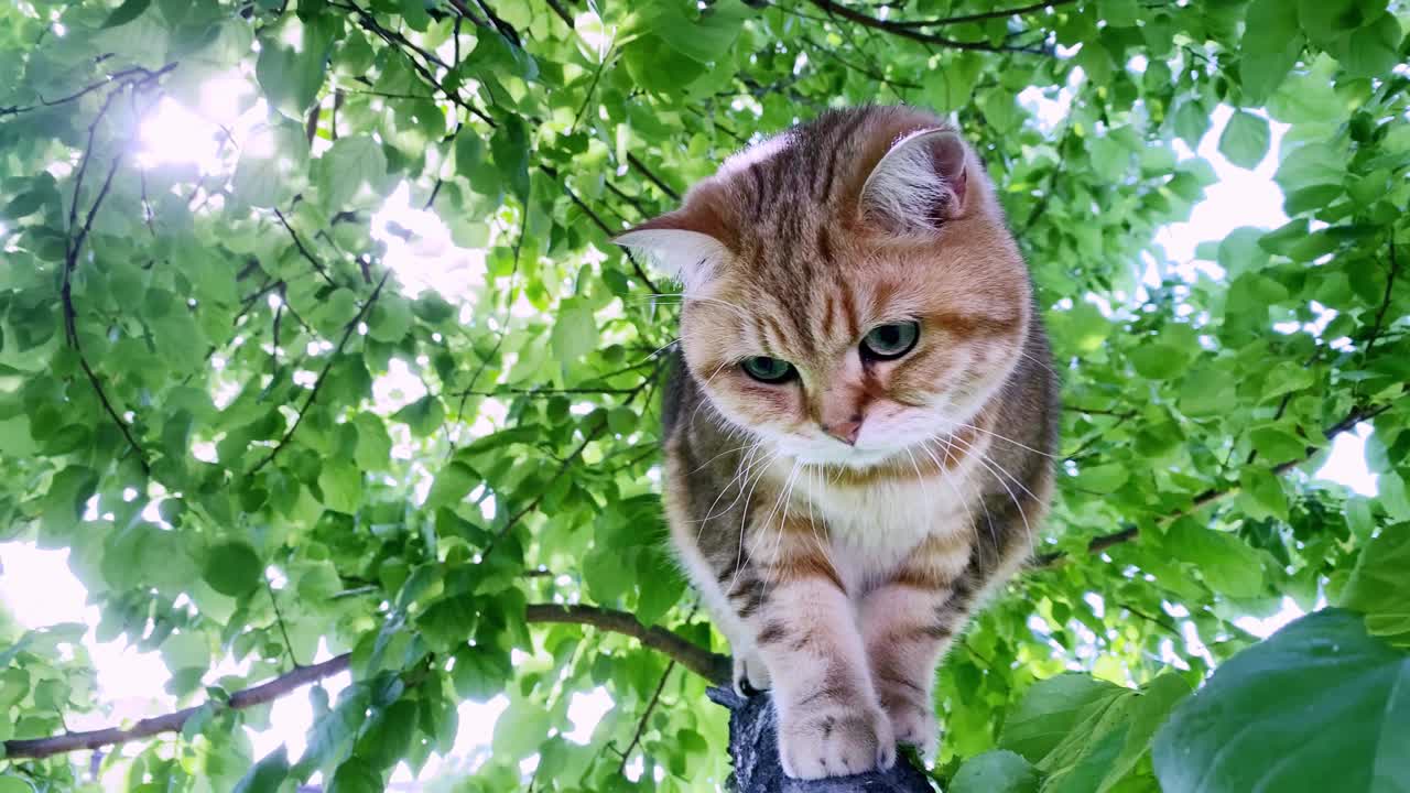 姜黄色的猫在树枝上。夏天花园外的金色栗鼠小猫。视频下载