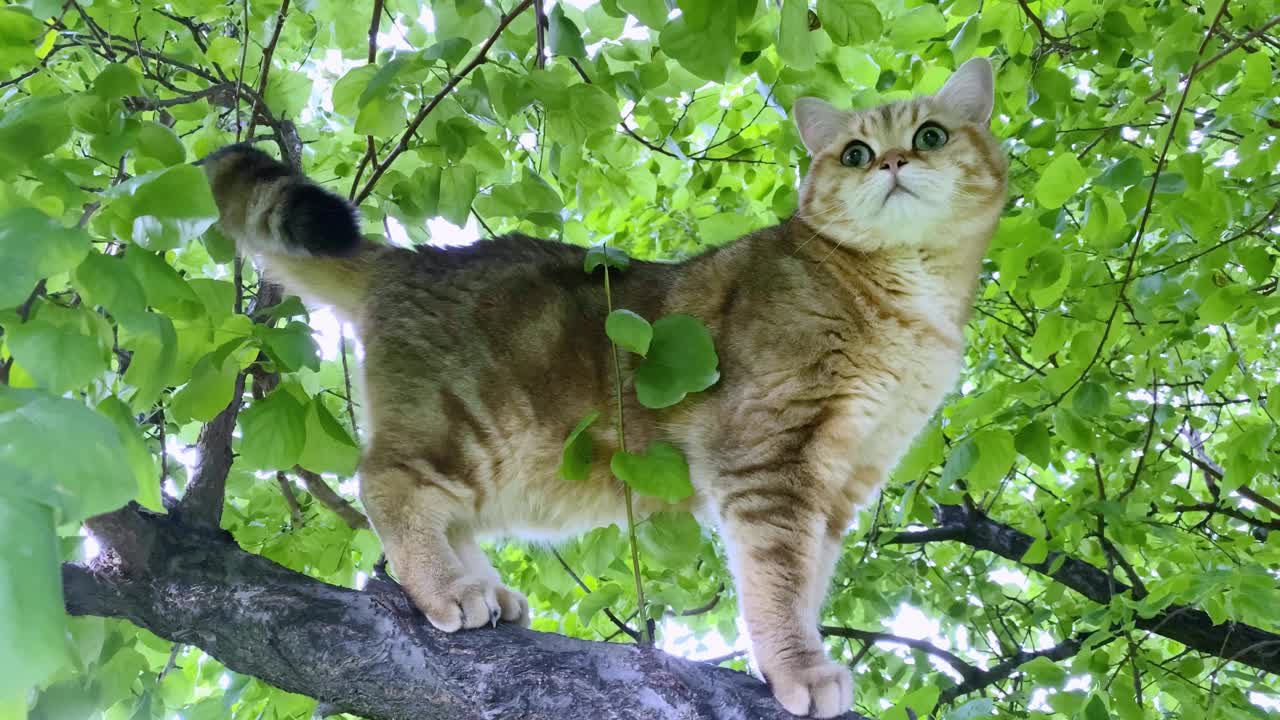 姜黄色的猫在树枝上。夏天花园外的金色栗鼠小猫。视频下载