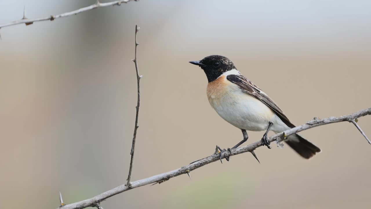 欧洲石头鸟(Saxicola rubicola)雄鸟坐在树枝上视频素材