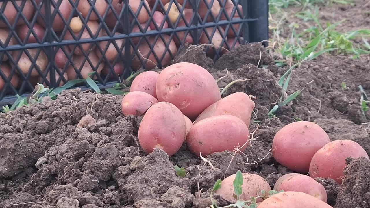 本土有机土豆视频下载