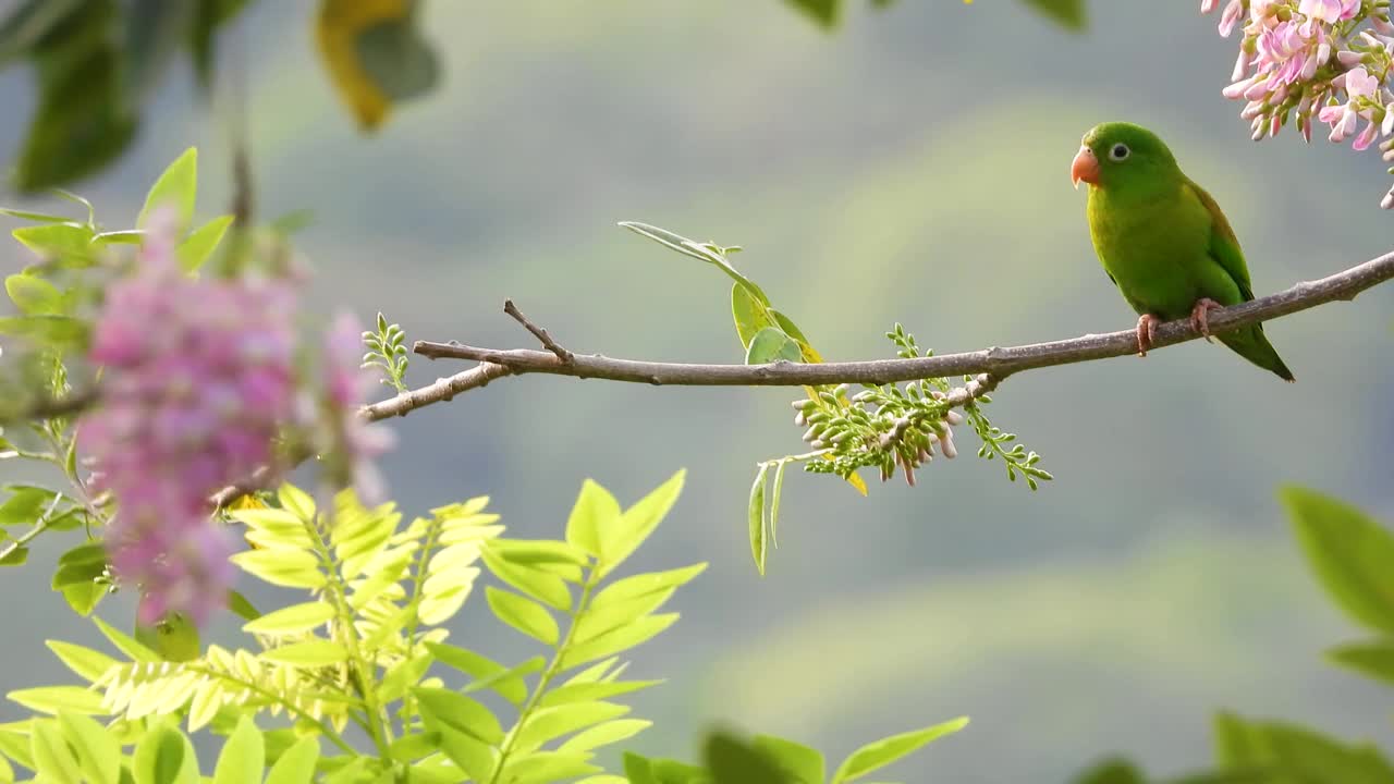 橙色下巴的长尾小鹦鹉栖息在盛开的树枝上，圣玛尔塔，马格达莱纳，哥伦比亚视频素材