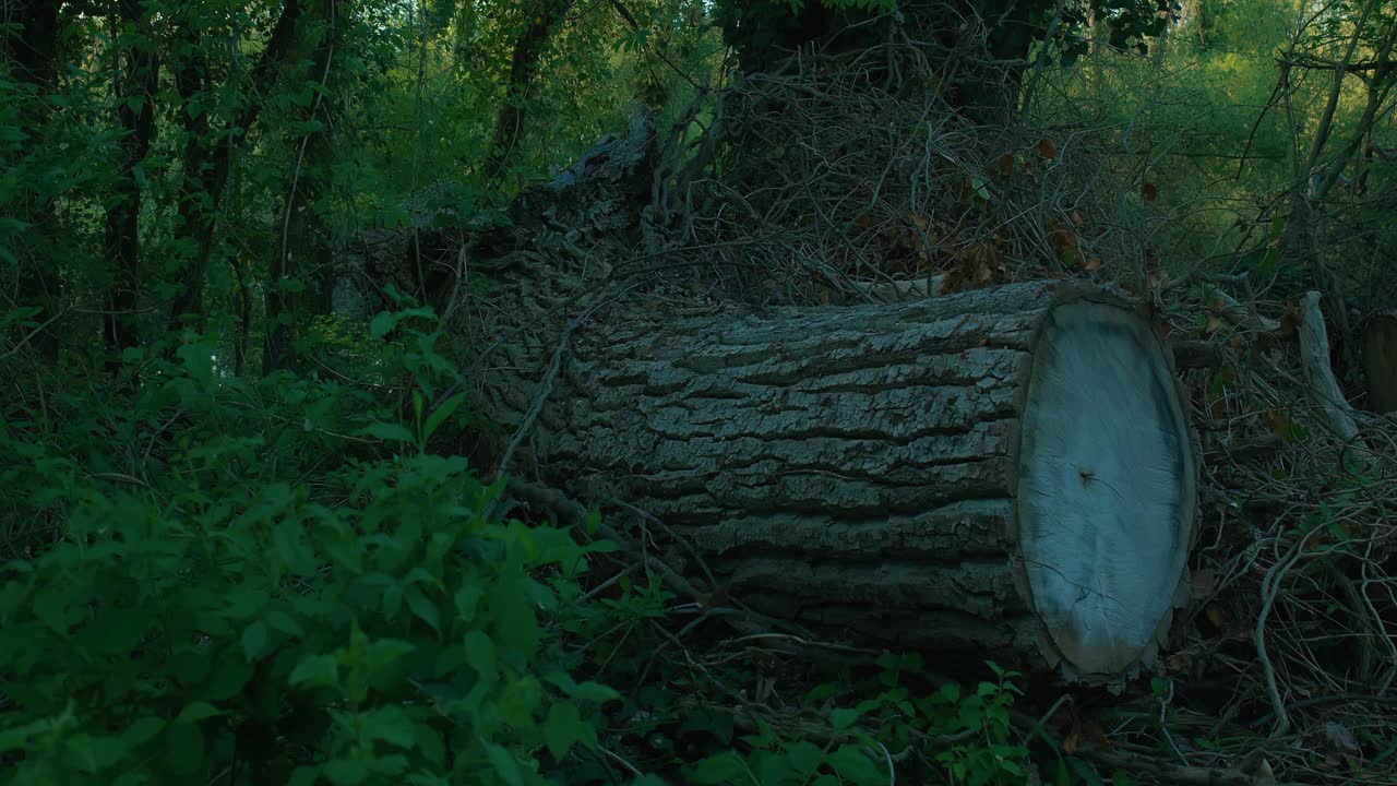 在克罗地亚萨格勒布Jarun湖茂密的森林地区，在茂密的植被中，一棵被砍倒的大树干的特写。视频素材