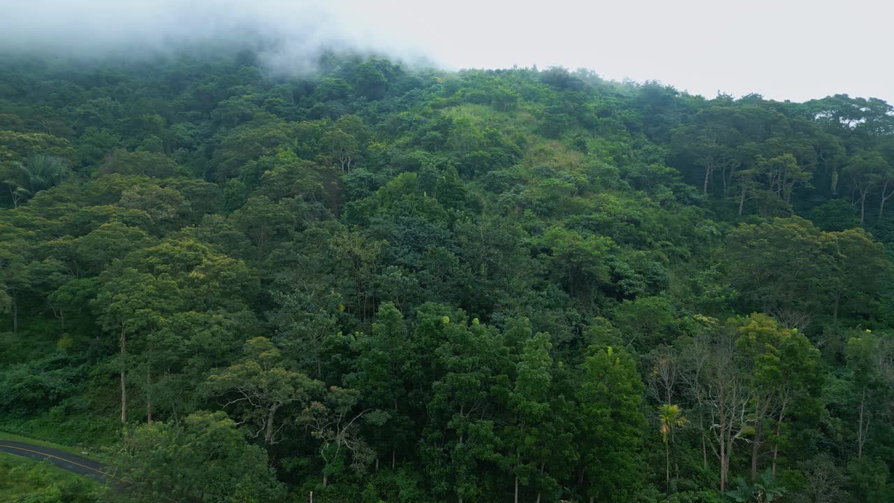 空中无人机在绿色森林树木在美丽的山脉亚洲的土地。印度尼西亚茂密的森林和丛林自然之旅。雄伟的生态和古老亚洲林地的田园环境视频素材