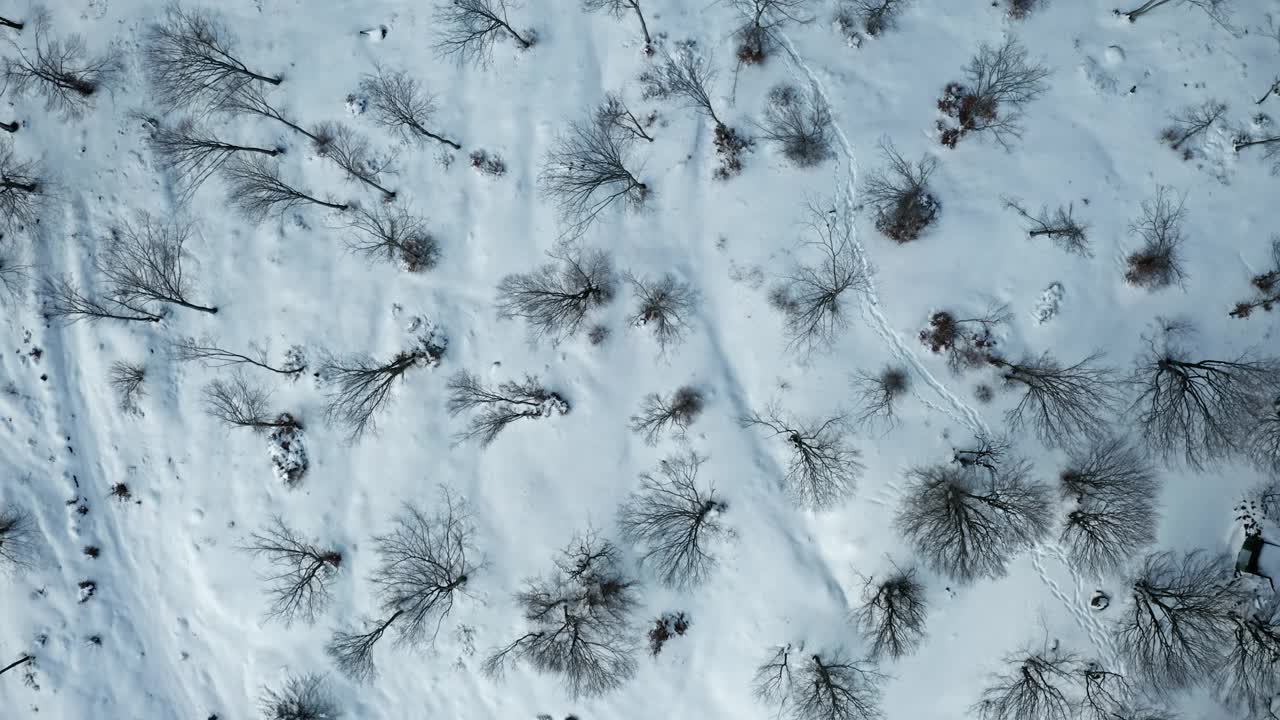 冬天从上面看，白雪覆盖的景观和光秃秃的树木视频素材