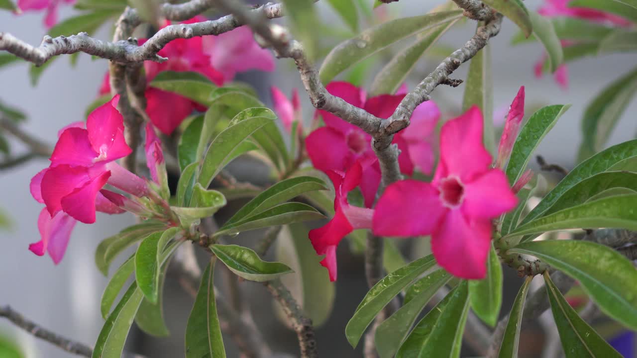 暗粉色夹竹桃、玫瑰湾、夹竹桃名粉红色花树，生长于园林中迷离的自然背景上，叶子呈单椭圆形，叶尖和基部尖光滑不粗硬，呈墨绿色视频素材