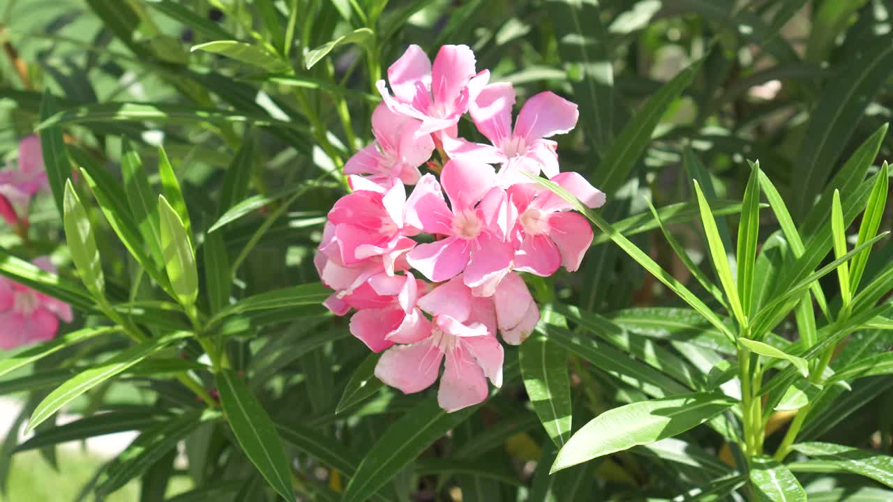 甜夹竹桃、玫瑰湾夹竹桃、夹竹桃名粉红色花树，生长于园林中模糊的自然背景上，叶子呈单椭圆形，叶尖和基部尖光滑不粗硬，呈墨绿色视频素材