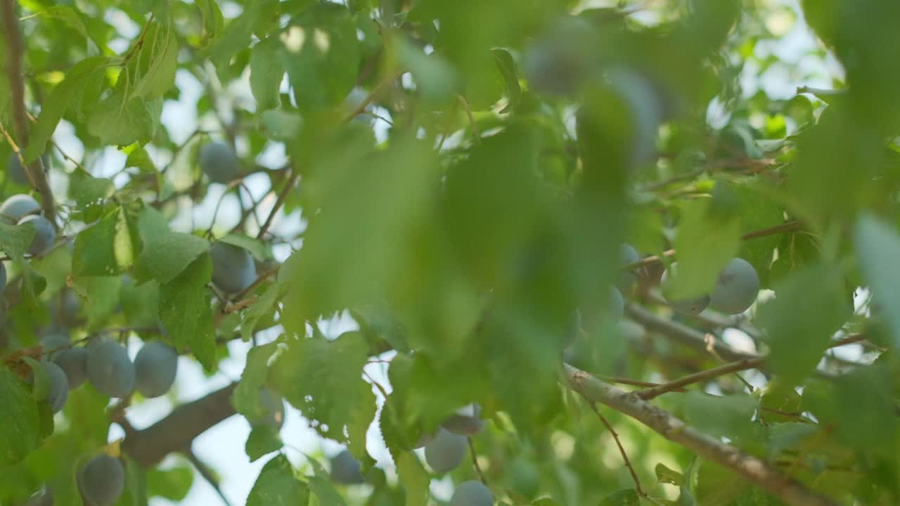 艳阳天的梅兰花视频素材