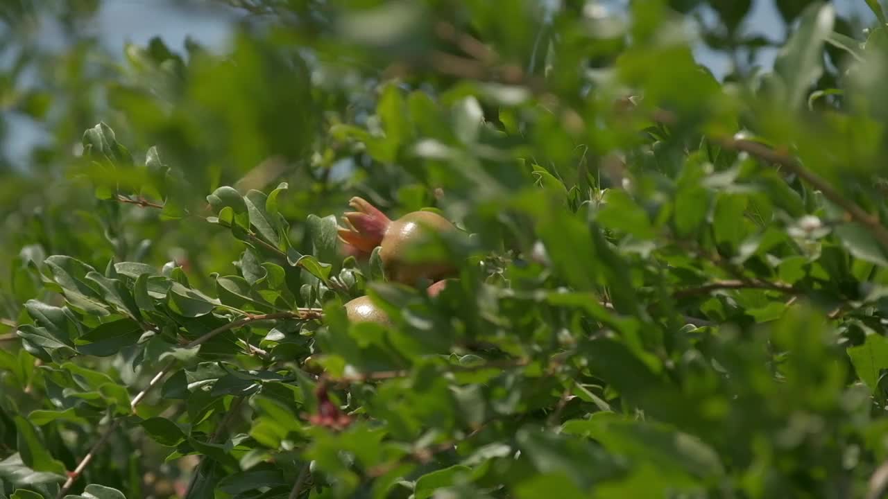 夏日里的石榴兰花视频素材