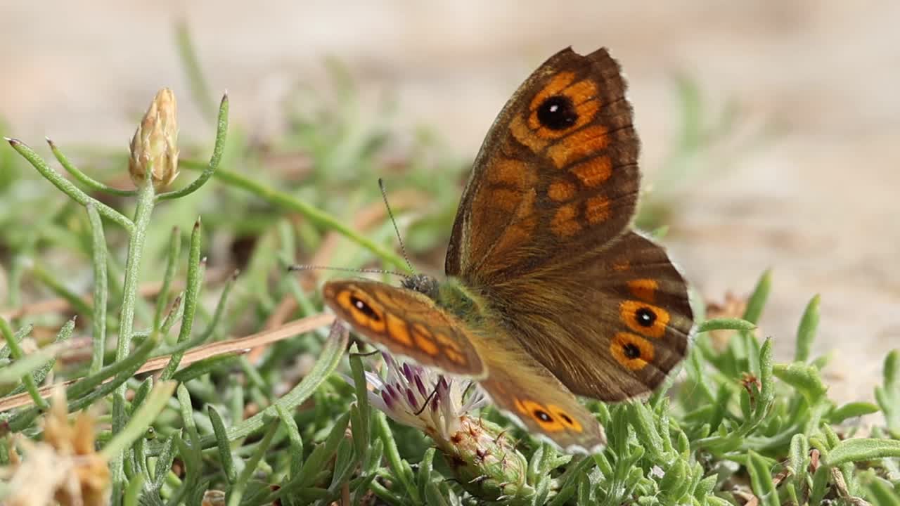 蝴蝶Lasiommata maera吃小蓟，飞走了视频素材