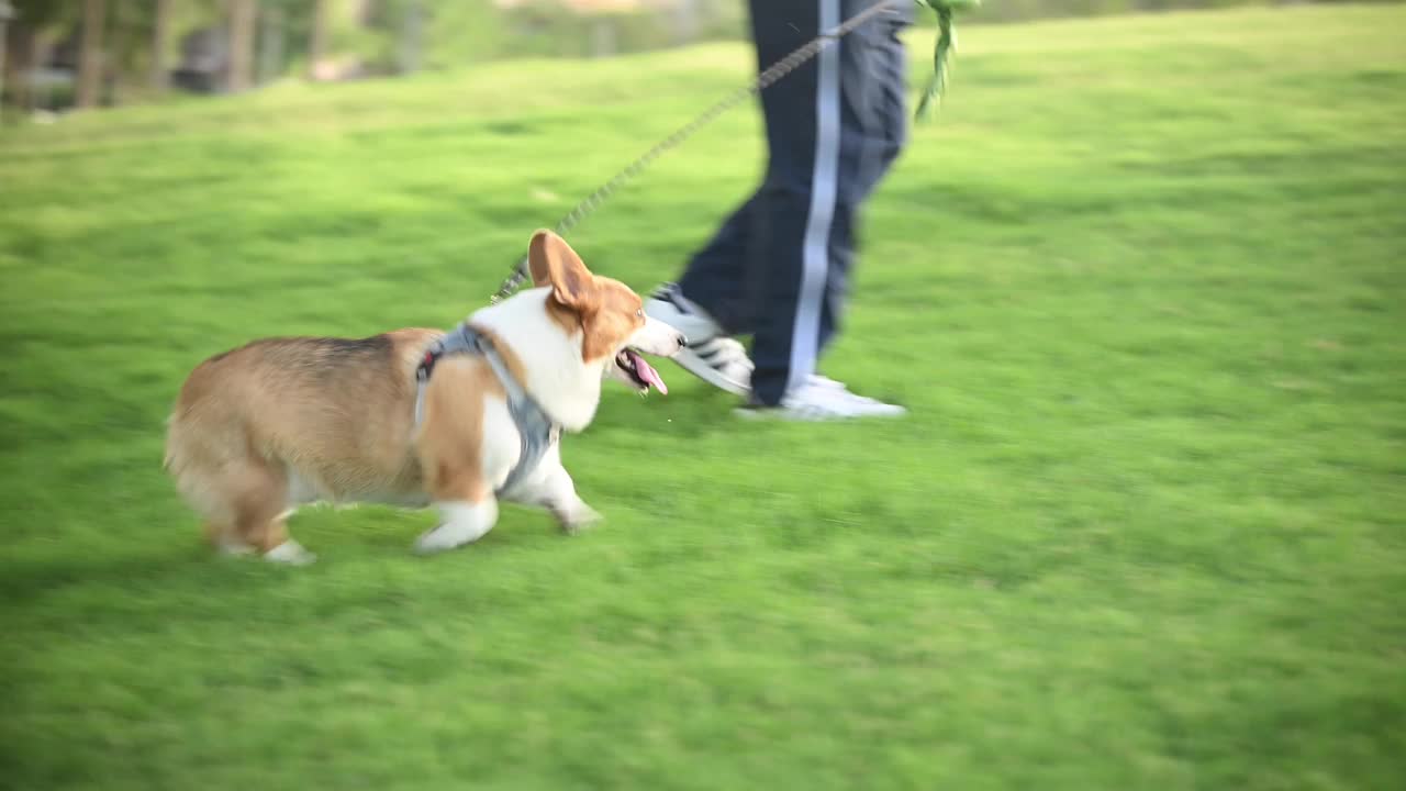 日落时分，一只柯基犬优雅地走过一片生机勃勃的绿色田野视频下载